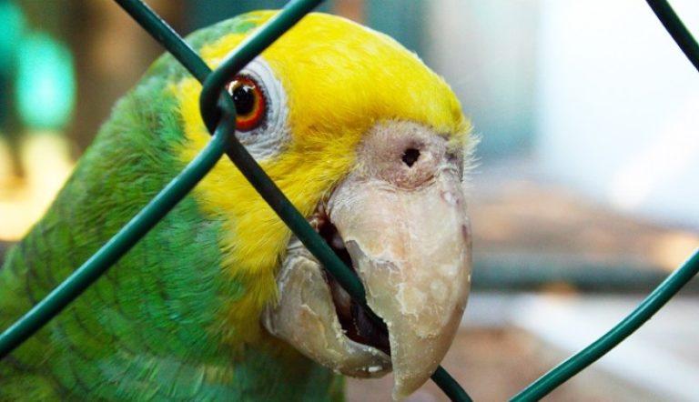 Tres vecinos de General Pico se encuentran internados por  casos humanos sospechosos  de Psitacosis