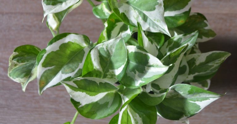 Para los amantes del jardín: Hoy hablaré de PHOTUS