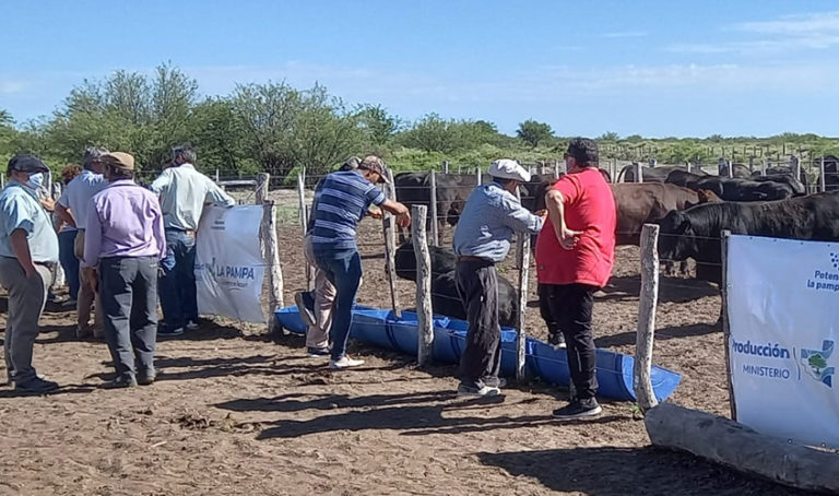 Productores recibieron toros de la cabaña experimental de Santa Isabel