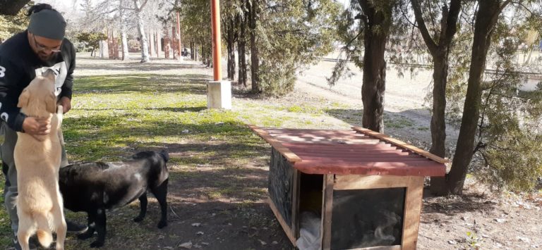 El Municipio desechó “cuchas” para perros que habían sido diseñadas por un grupo solidario: “Estén o no estén, los perros siguen viviendo en la calle”