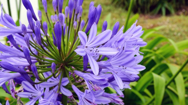 Para los amantes del jardín: Hoy hablaré de FLOR DE NAVIDAD