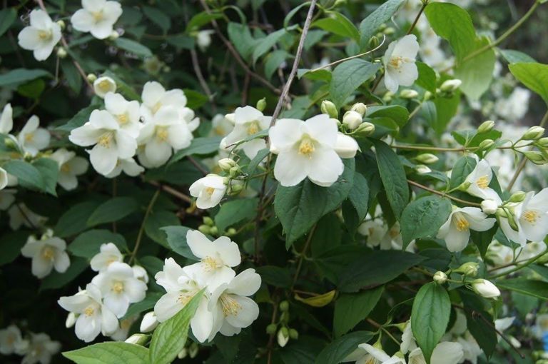 Para los amantes del jardín: Hoy hablaré de angélica, celindo, filadelfo