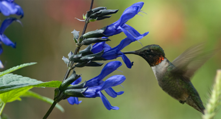 Para los amantes del jardín: Hoy hablaré de SALVIA GUARANITICA