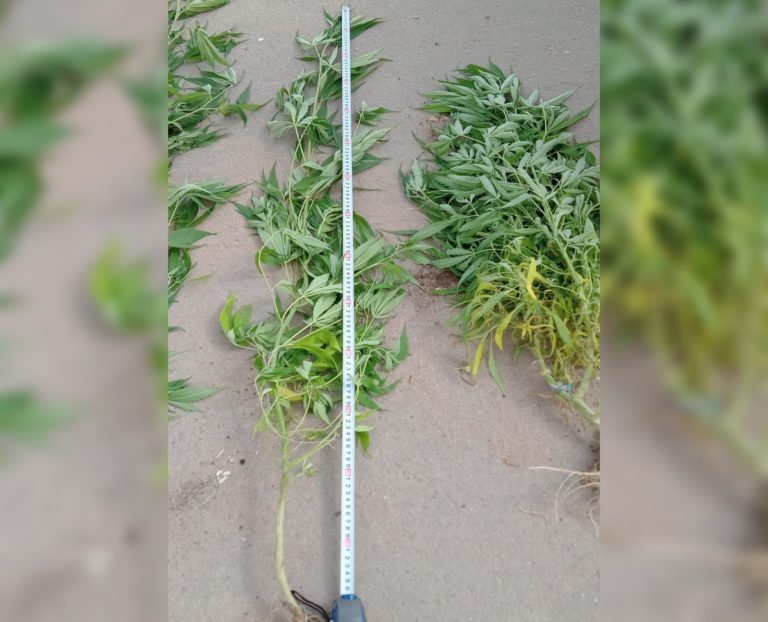 Toxicomanía secuestró tres plantas de marihuana en un domicilio de barrio Ranqueles