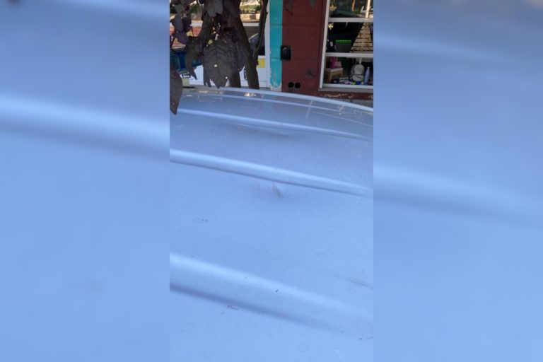 Madrugada violenta en pleno centro piquense: Piñas, corridas, policía lesionado y cinco demorados