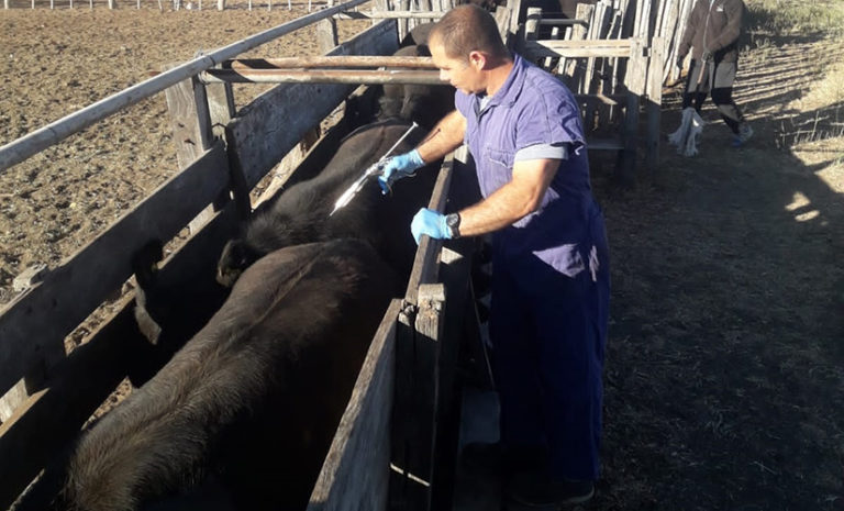 Concluyó la campaña de vacunación antiaftosa antibrucélica en La Pampa