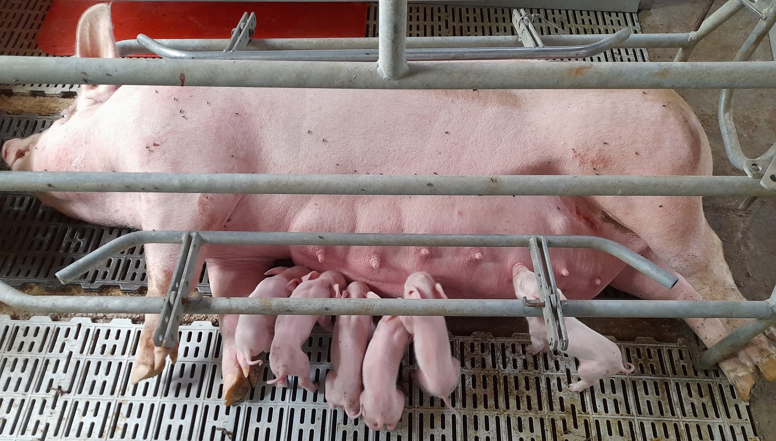 En la Facultad de Veterinarias de La Pampa nacieron los primeros lechones por transferencia embrionaria de Argentina