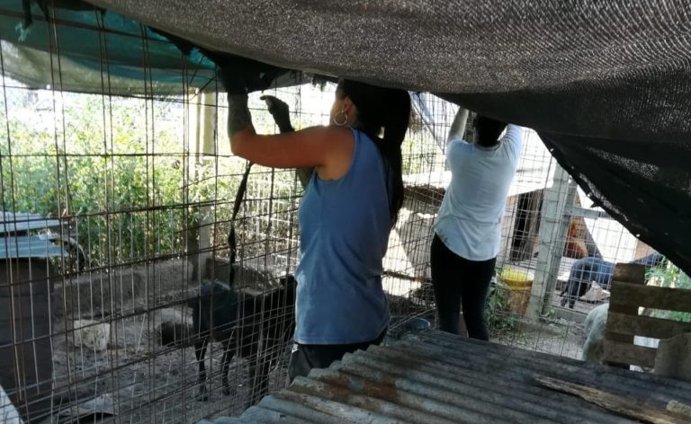 APPA necesita media sombras y postes: “Se vienen semanas de muchísimo calor, nos quedan caniles por cubrir”