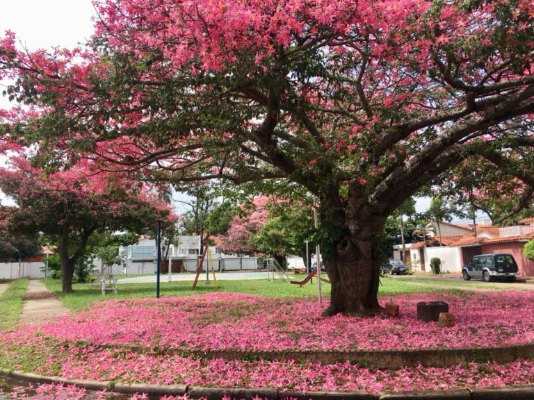 Para los amantes del jardín: Hoy hablaré de “palo borracho”