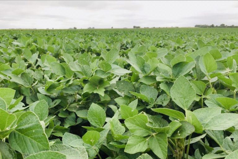 La siembra de soja finalizó con 2.530.200 hectáreas en zonas de Buenos Aires y La Pampa