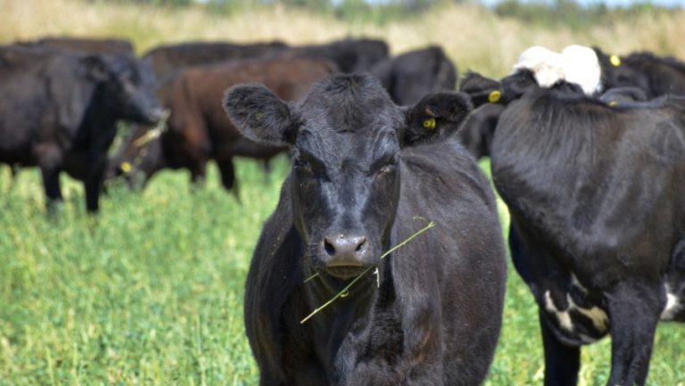 Nación envió $20 millones para saneamiento de brucelosis bovina en rodeos del oeste