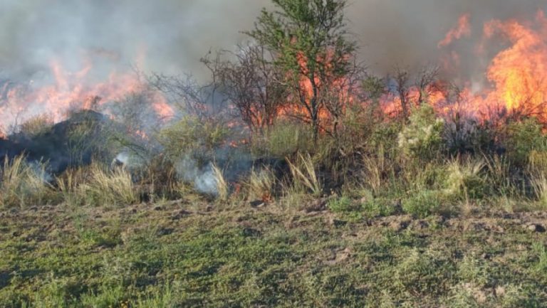 Brigadistas sofocaron incendio en predio rural de Quitral-Có: Se vieron afectadas cerca de 500 hectáreas