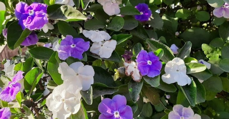 Para los amantes del jardín: Hoy hablaré de “jazmín del Paraguay”