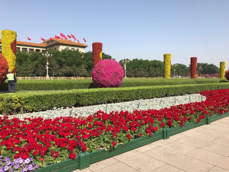 Para los amantes del jardín: Hoy escribiré sobre petunias