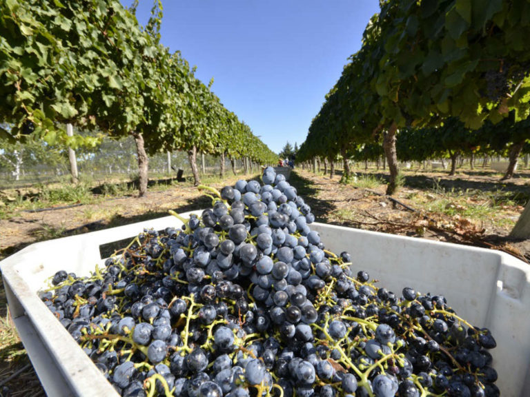 La producción de la uva avanza en La Pampa y desde la Cámara Vitivinícola aseguran que la provincia fue la que más creció en superficie cultivada