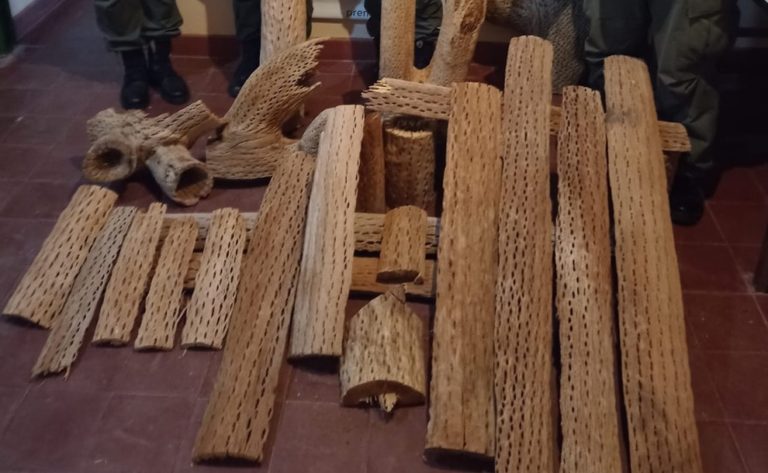 Gendarmería secuestró en Jujuy unos troncos de cardón, especie protegida, que eran transportados por turistas pampeanos