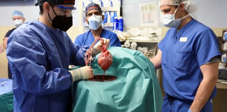 Por primera vez trasplantan el corazón de un cerdo a una persona: antes fue modificado genéticamente