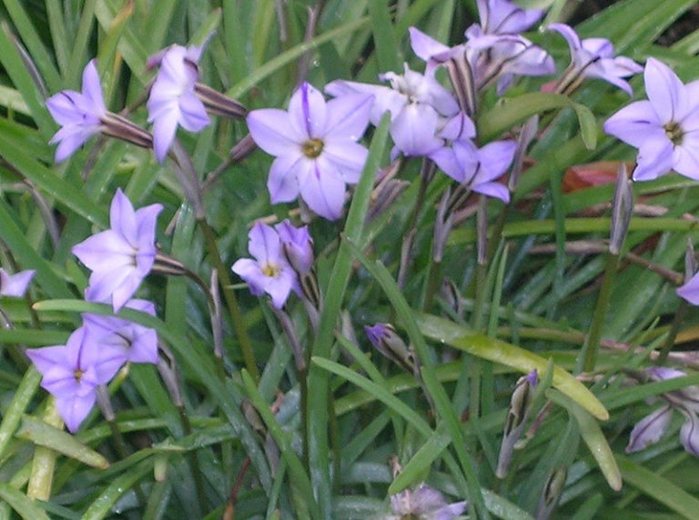 Para los amantes del jardín: Hoy hablaré de “estrellita”
