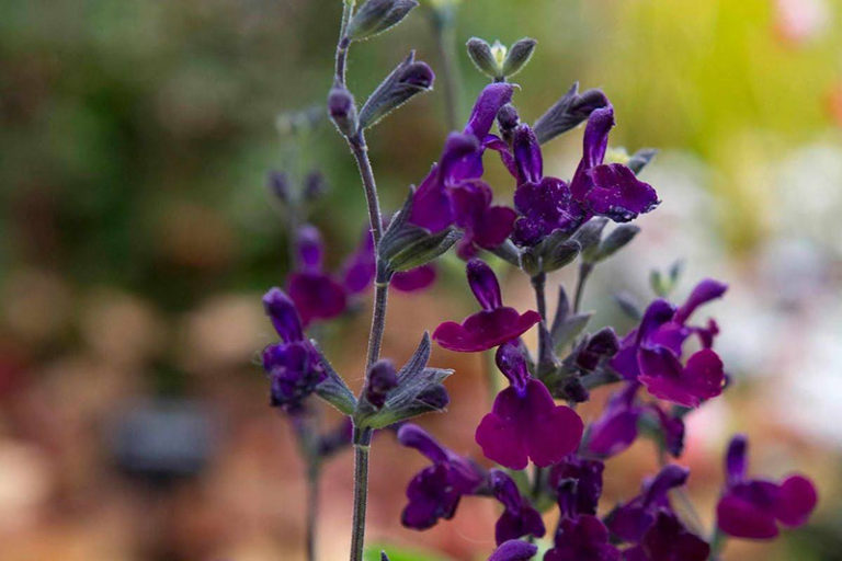 Para los amantes del jardín: Hoy hablaré de salvia de otoño