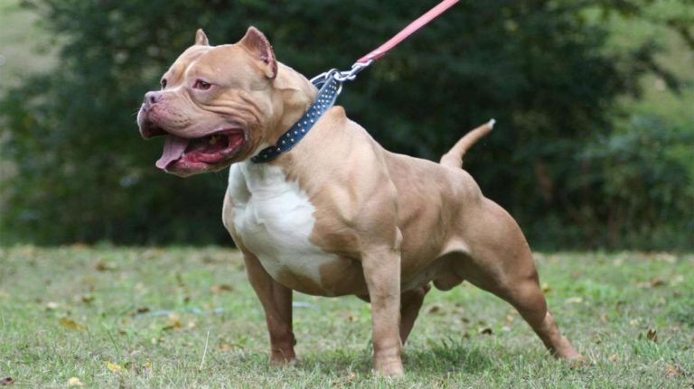 Un pitbull atacó a una beba de siete meses: Le perforó un pulmón y está grave