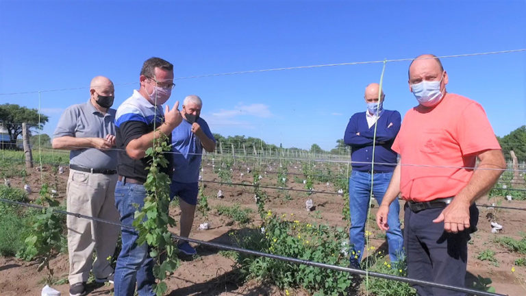 Desde Producción asesoran a viñedos de Trenel y Pichi Huinca