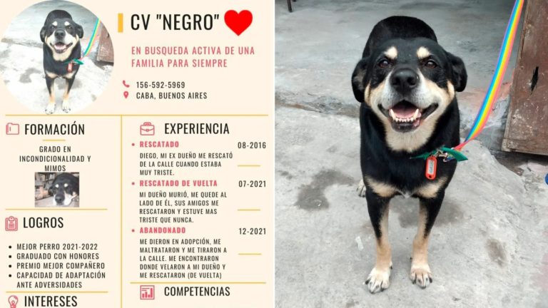 Su dueño murió en Buenos Aires y el perro lo buscó donde lo habían velado: ahora le armaron un CV para encontrar un hogar