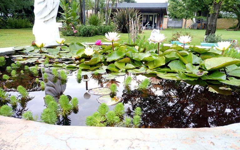 Para los amantes del jardín: Hoy escribo sobre “nenufares”