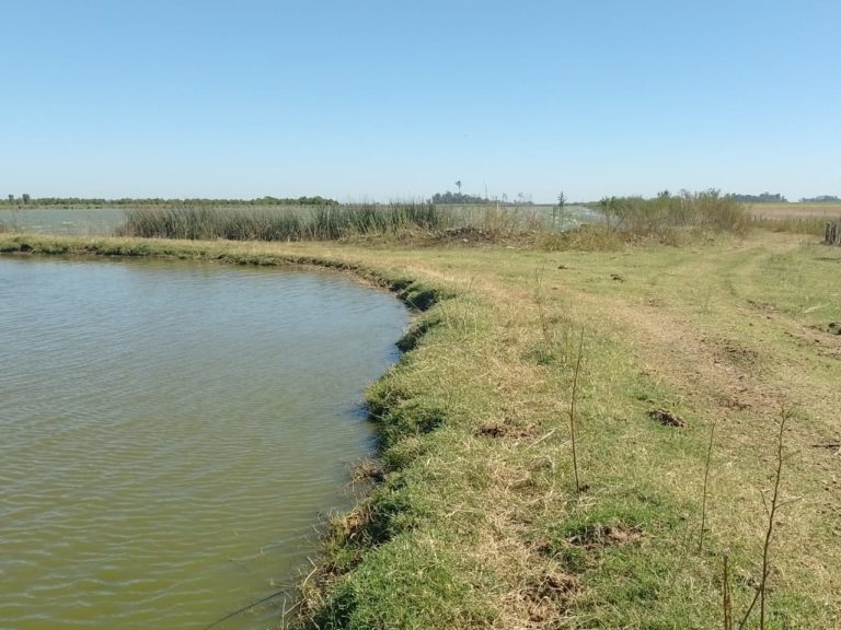 LLUVIAS INTENSAS: La planta de tratamiento de efluentes de General Pico está “prácticamente colapsada”
