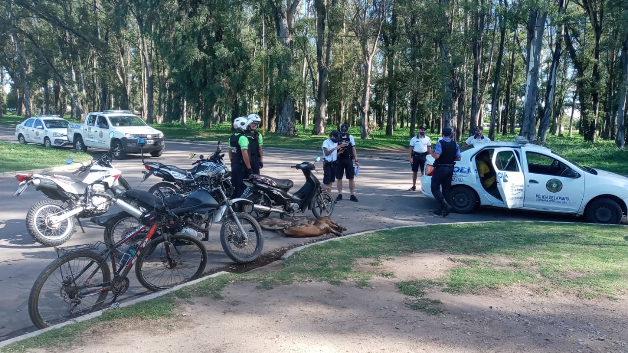 La Policía demoró a cuatro hombres que iban en moto con tres terneros por Ruta 1