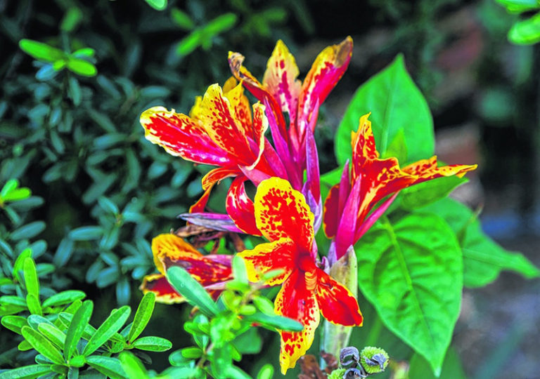 Para los amantes del jardín: Hoy escribo sobre “achiras”