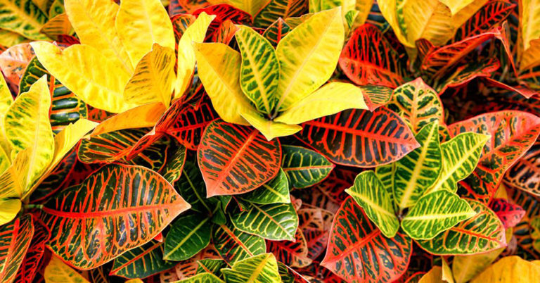 Para los amantes del jardín: Hoy escribiré sobre “croton”