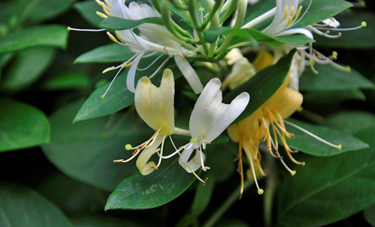 Para los amantes del jardín: Hoy escribiré sobre “madreselvas blancas”