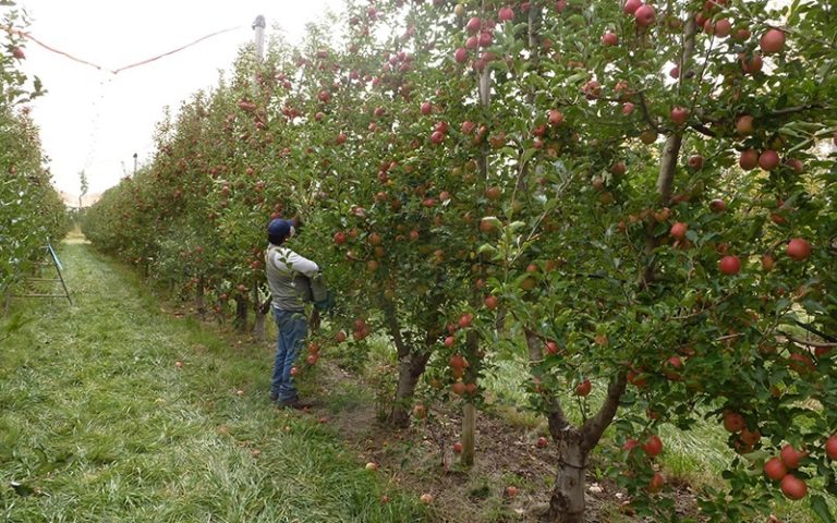 La Pampa: Anunciaron créditos para capital de trabajo del sector frutícola