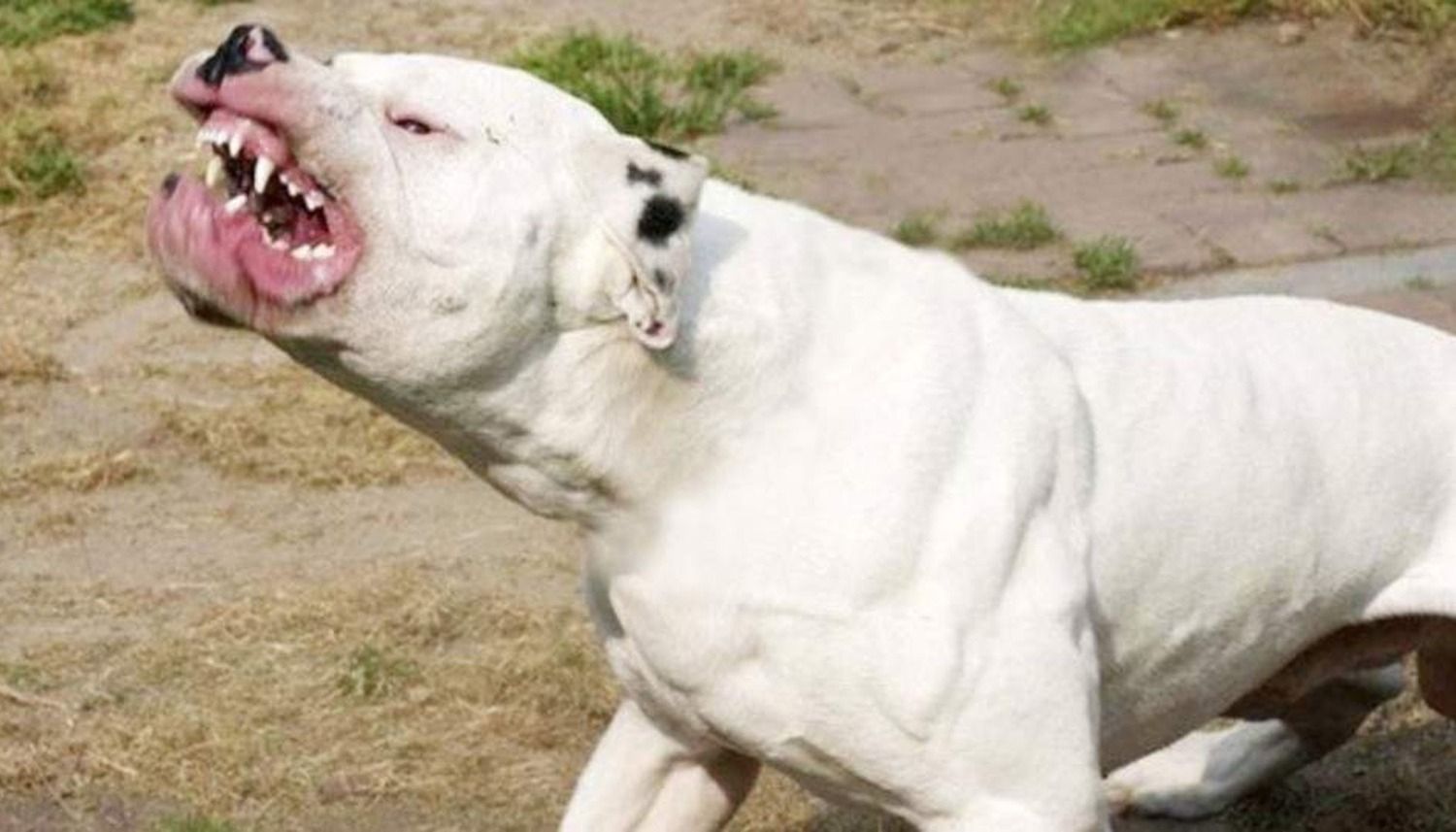 Un perro dogo atacó a un niño y lo mordió en el cuello en Santa Rosa