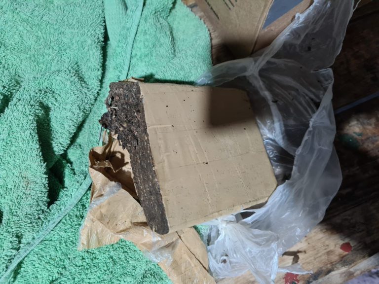 En General Pico y Realicó: secuestran marihuana, 17 plantas y 31 plantines