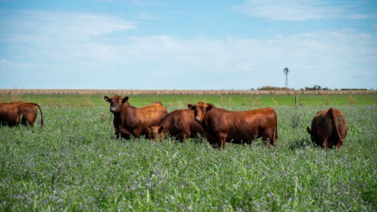 Comenzó la campaña de vacunación antiaftosa 2022 en La Pampa