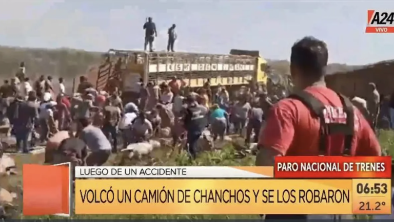 Córdoba: volcó un camión y así se robaban los cerdos