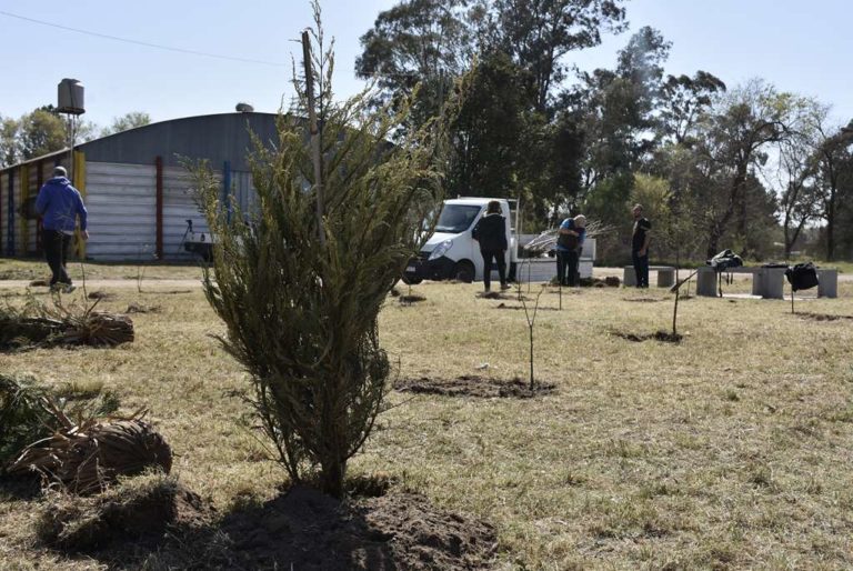Durante 2022, la Dirección de Espacios Públicos estima plantar unos 1.350 árboles en General Pico