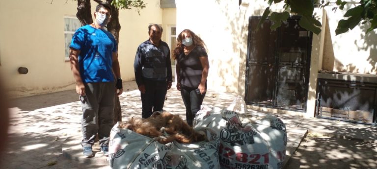 La facultad de Ciencias Veterinarias de la UNLPam, donó lana de llama a comunidades originarias del oeste pampeano