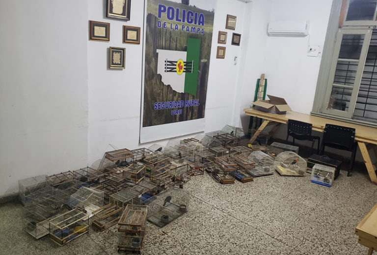 La Policía secuestró 62 aves de distintas especies que se encontraban en cautiverio en General Pico e infraccionó al responsable