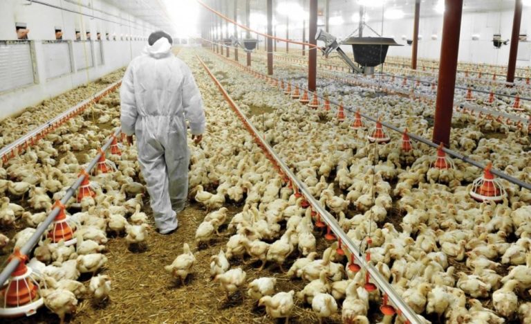 General Pico: convocan a estudiantes de Veterinarias para realizar pasantías rentadas en producción de pollos