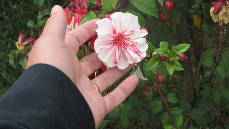 Para los amantes del jardín: Hoy escribo sobre aljaba