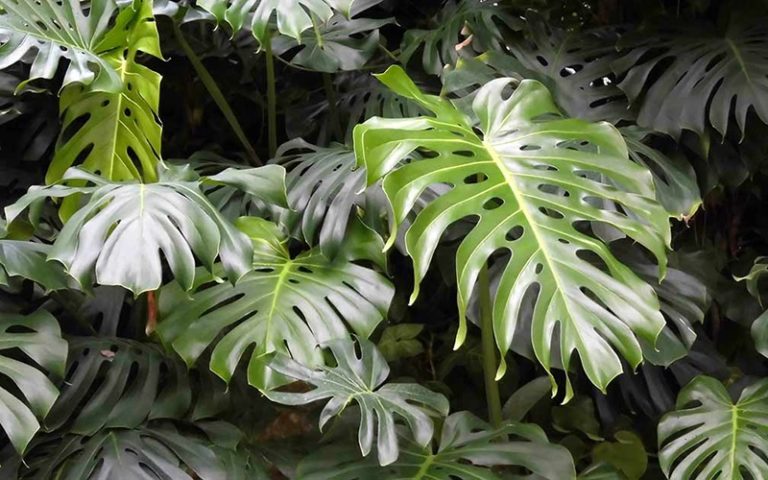 Para los amantes del jardín: Hoy hablaré de COSTILLA DE ADÁN