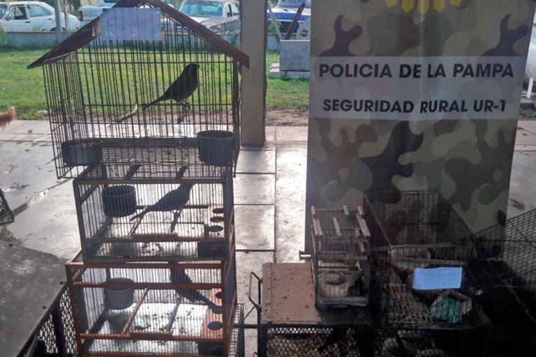 En marzo ya se incautaron casi un centenar de aves en cautiverio entre General Pico y Santa Rosa