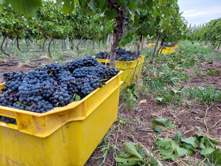 Cosecha récord en Casa de piedra, “este año superamos los 120 mil kilos”