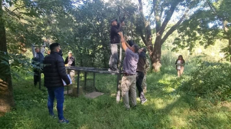 Continúan trabajando para capturar al puma que se encontraría en el ex vivero Williamson: “La vegetación es muy tupida, recorrer el lugar es difícil”
