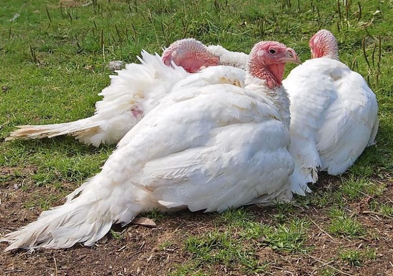 La Granja Piloto de Catriló cuenta con un plantel de pavos