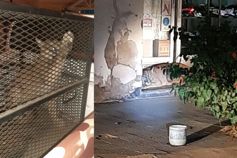 Atraparon al puma en la zona céntrica de General Pico
