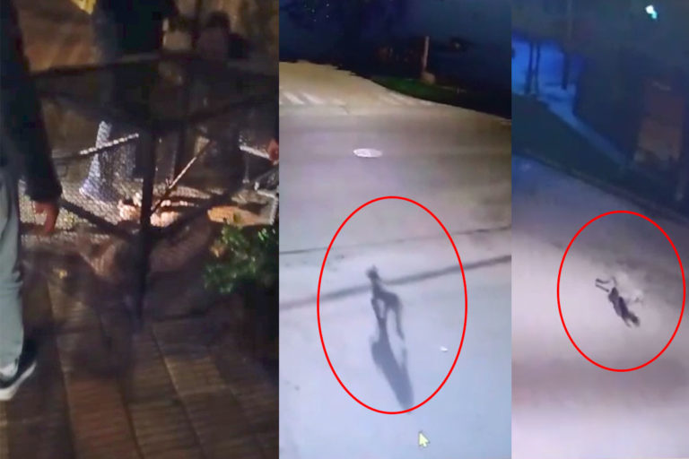 Mirá el video cuando atrapan el puma en General Pico