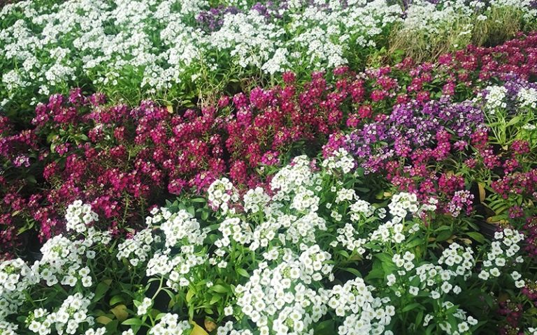 Para los amantes del jardín: Hoy hablaré de “alisos”